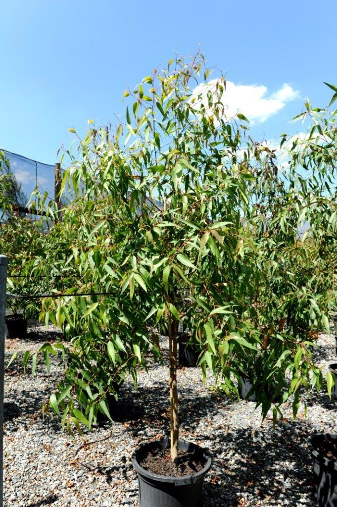 Corymbia Citriodora