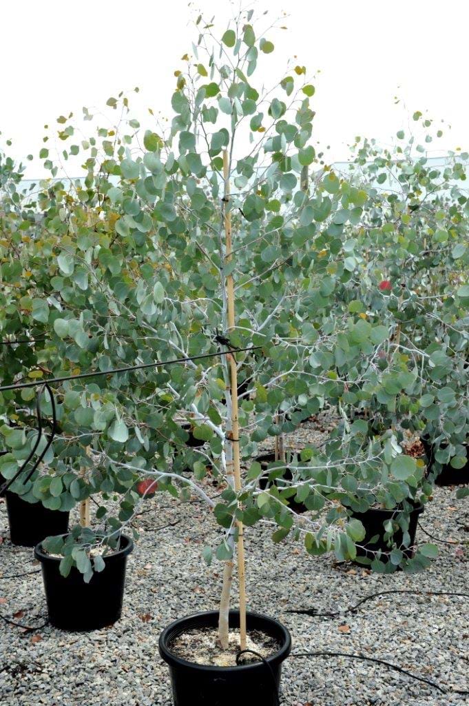 Eucalyptus Polyanthemos