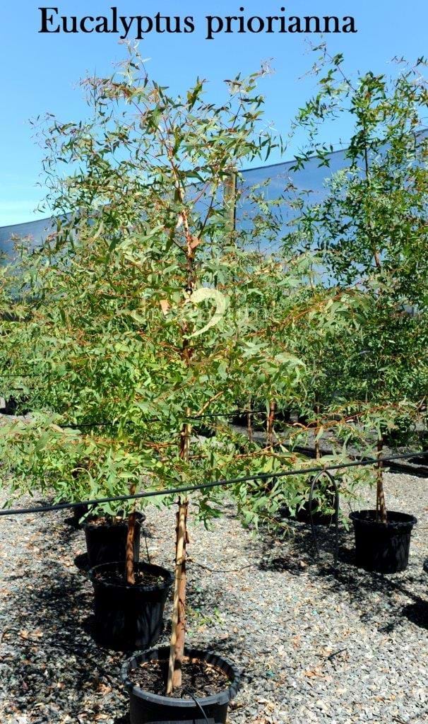 Eucalyptus Pryoriana,Gippsland Manna Gum