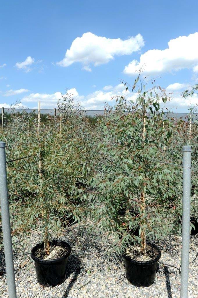 Eucalyptus Sideroxylon,Red Iron Bark
