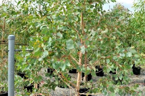Eucalyptus Tereticornis forest red gum