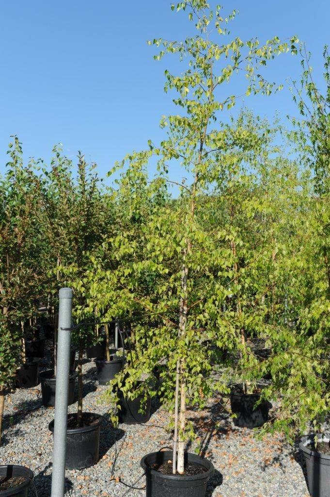 Betula Pendula,Silver Birch