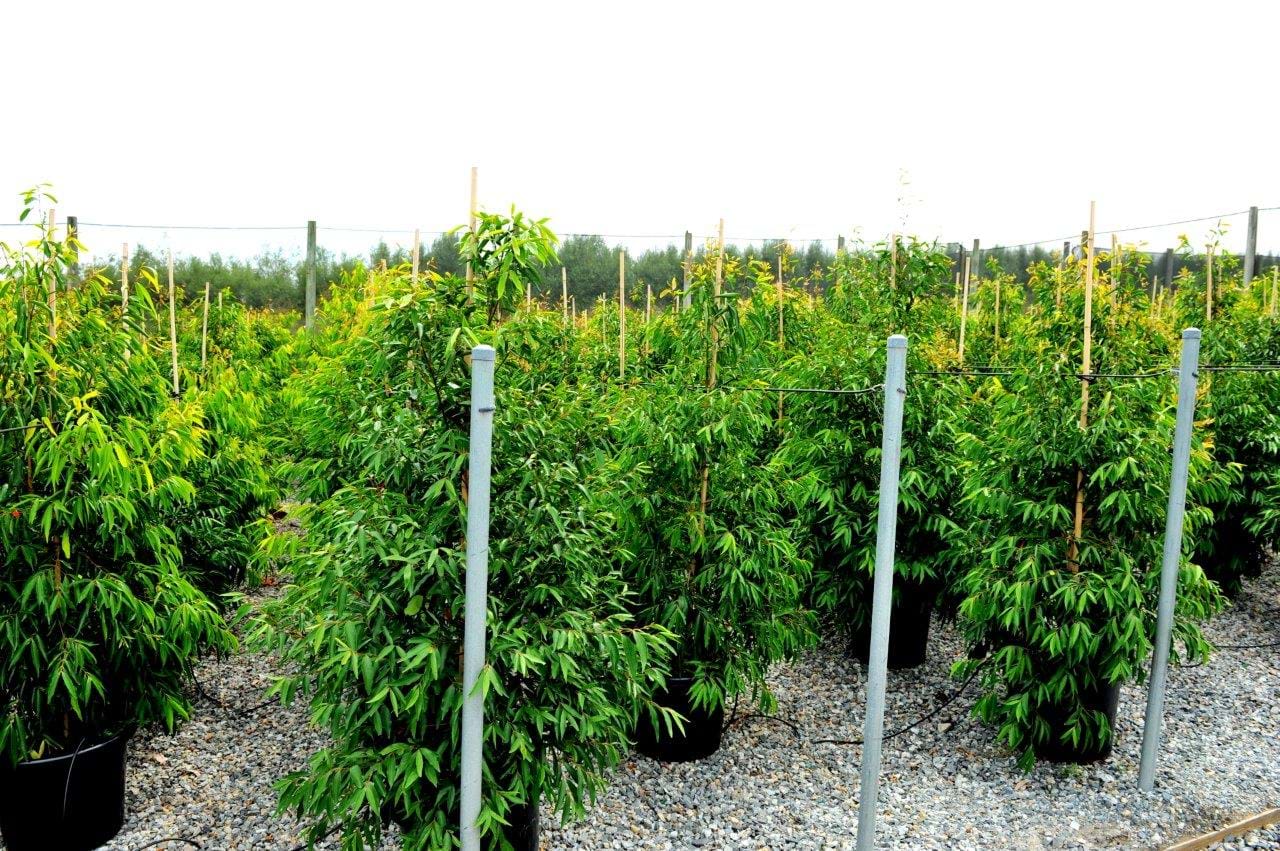 Waterhousea Floribunda