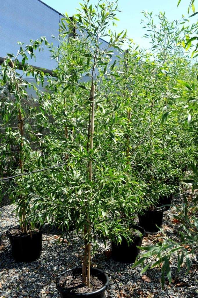 Acacia Melanoxylon