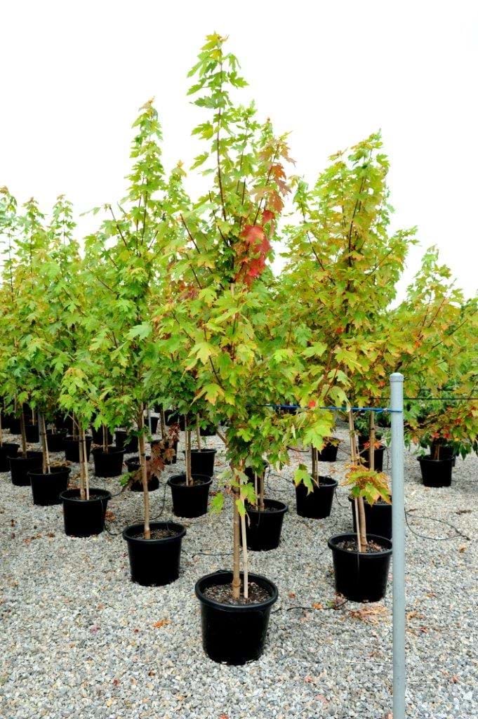 Acer Freemanii 'Jeffersred",Autumn Blaze
