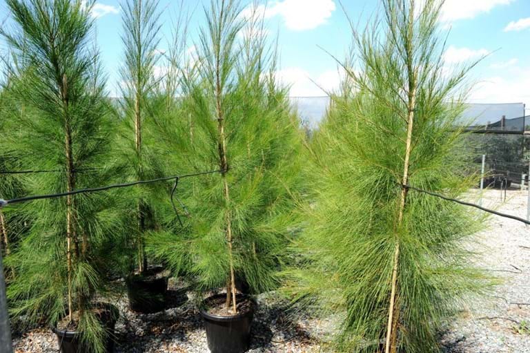 Allocasuarina Cunninghamiana