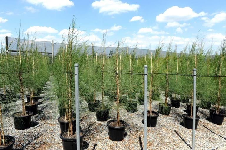 Allocasuarina Verticillata