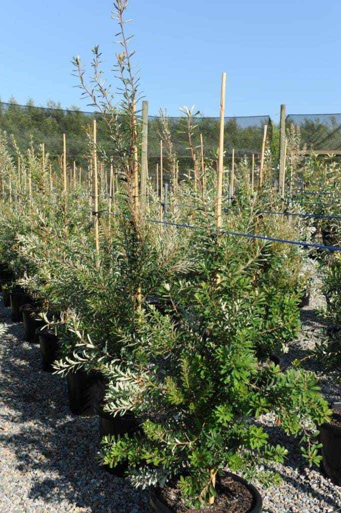Banksia marginata