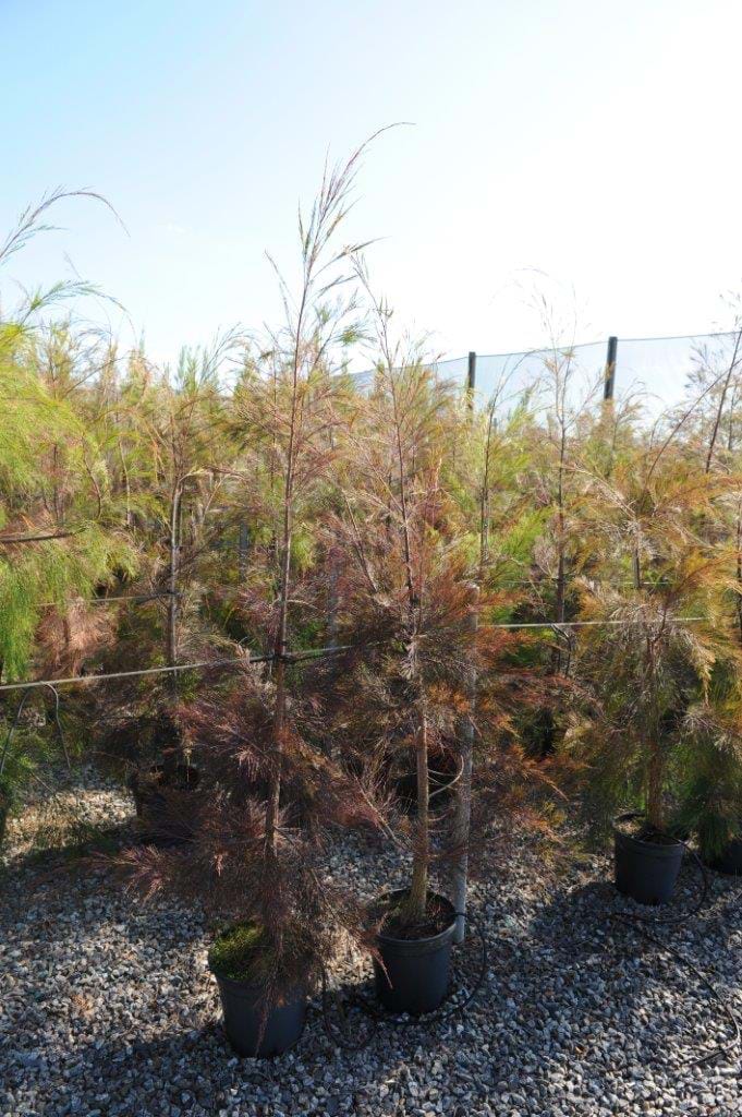 Allocasuarina Torulosa