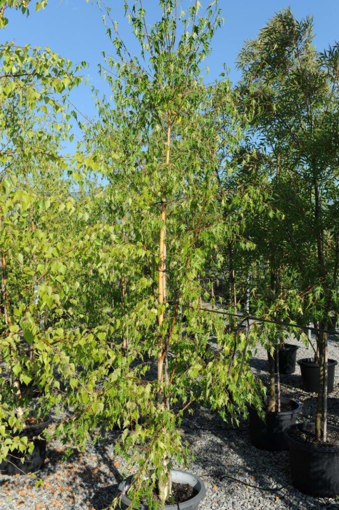 Betula Pendula,cut leaf Birch