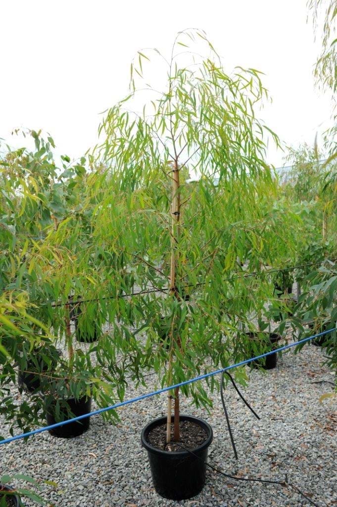 Eucalyptus Elata,River Peppermint