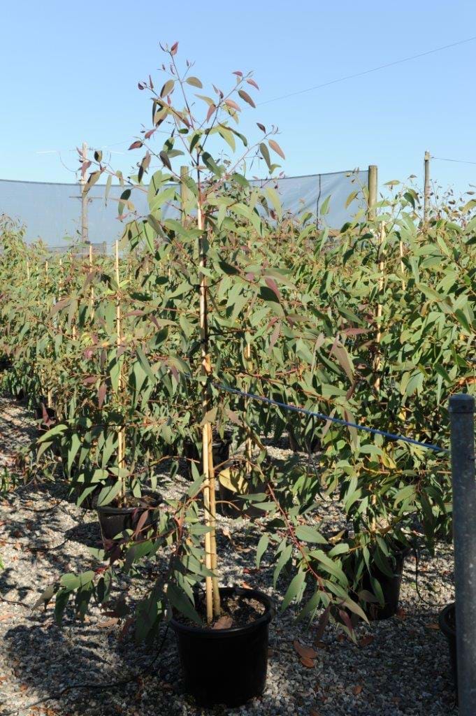 Eucalyptus Melliodora,Yellow Box