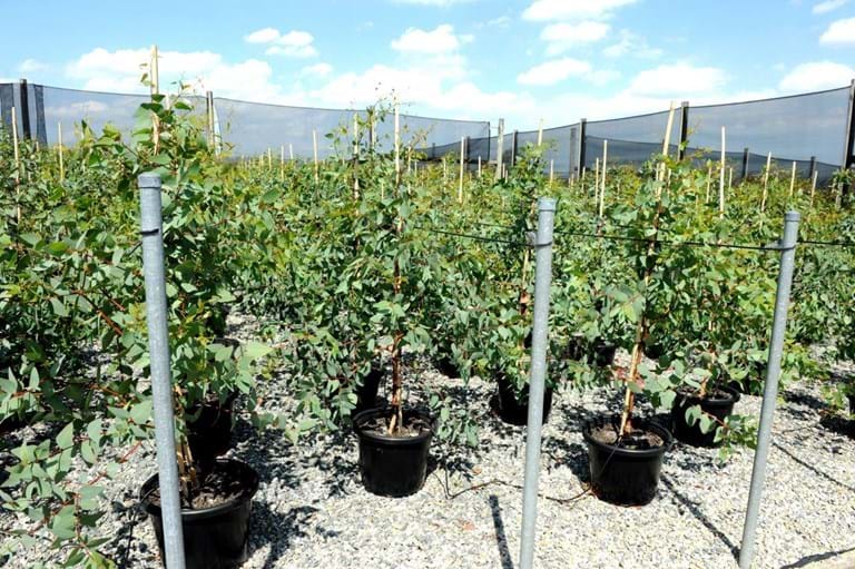 Eucalyptus Leucoxylon Connata,Melbourne Yellow Gum,Yellow Gum,Connata