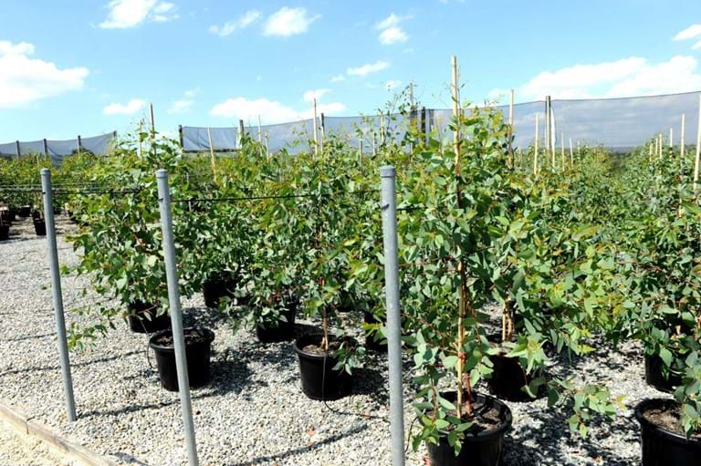 Eucalyptus,Megalocarpa,Yellow Gum,Leucoxylon