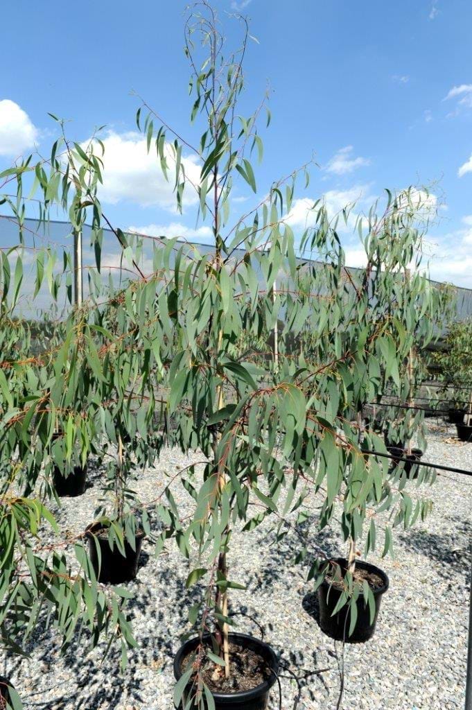 Eucalyptus Pauciflora,Little Snowman,Dwarf Snow Gum