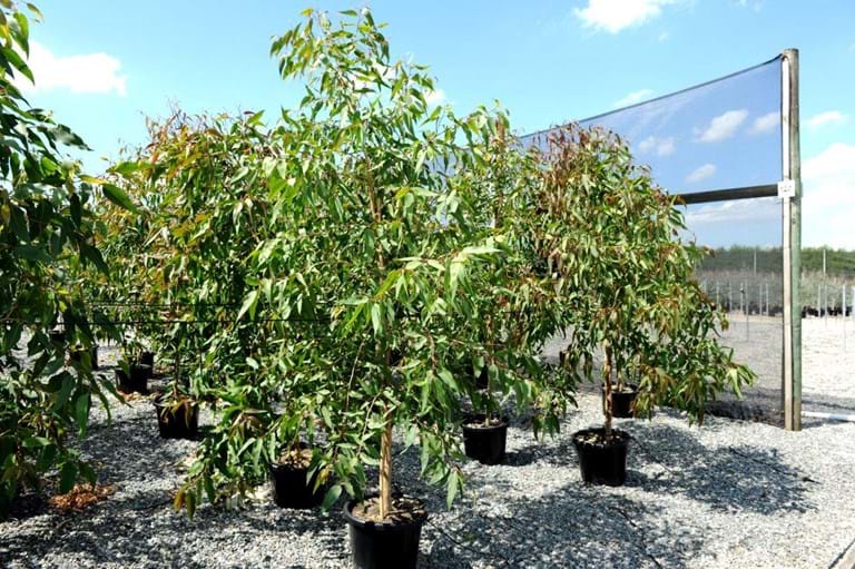 Corymbia Maculata Spotted Gum