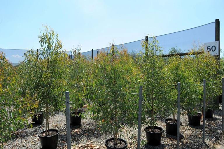 Eucalyptus Melliodora,Yellow Box