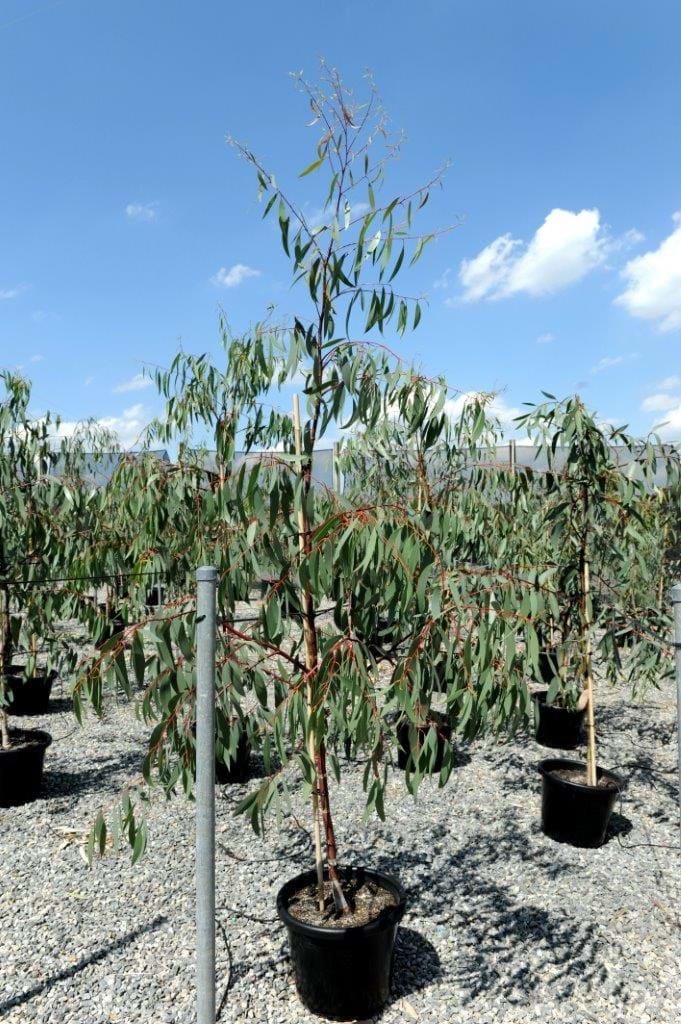 Eucalyptus Pauciflora,Snow Gum