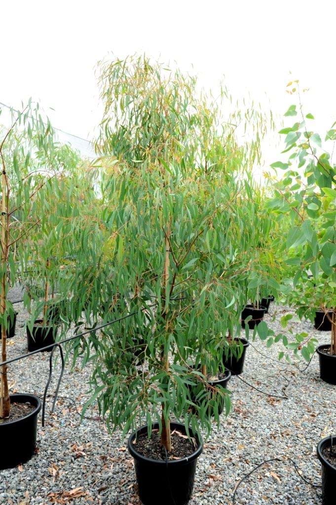 Eucalyptus Radiata,Grey Narrow Leaf Peppermint
