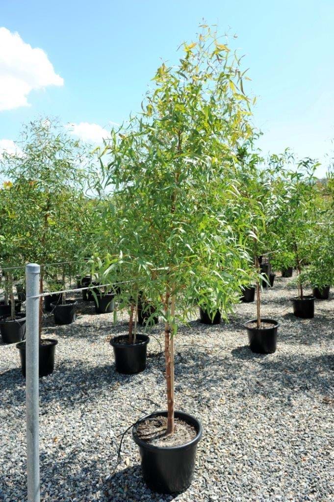 Eucalyptus Viminalis,Manna Gum