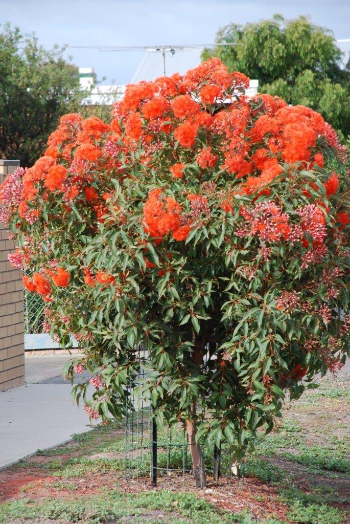 Grafted Baby Orange