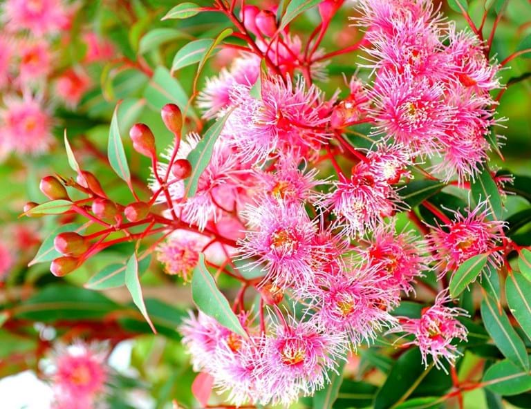 Grafted Fairy Floss