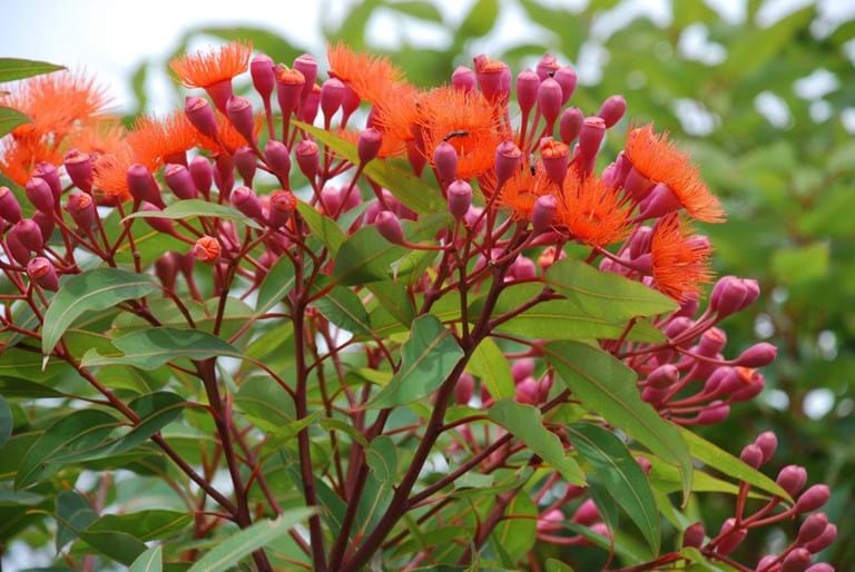 Grafted Wild Fire