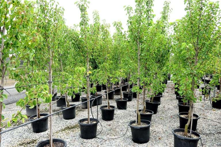 Pyrus Cleveland Select,Glens Form