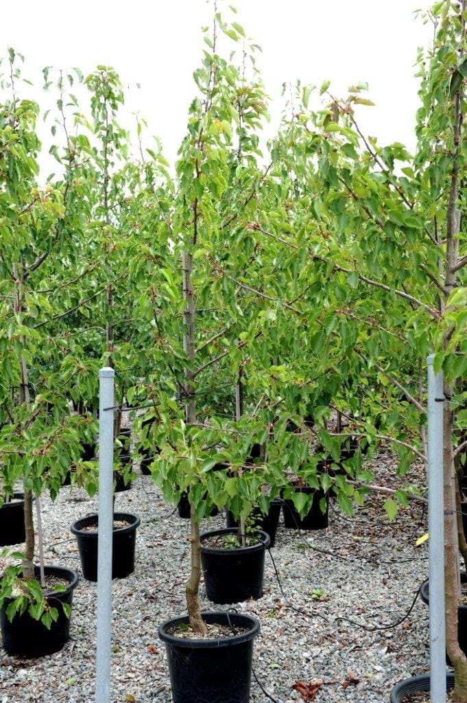 Pyrus Usserensis,Manchurian Pear