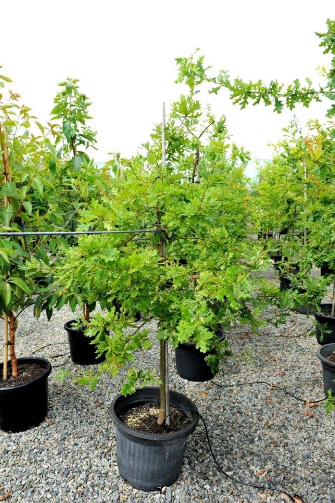 Quercus Robur,English Oak