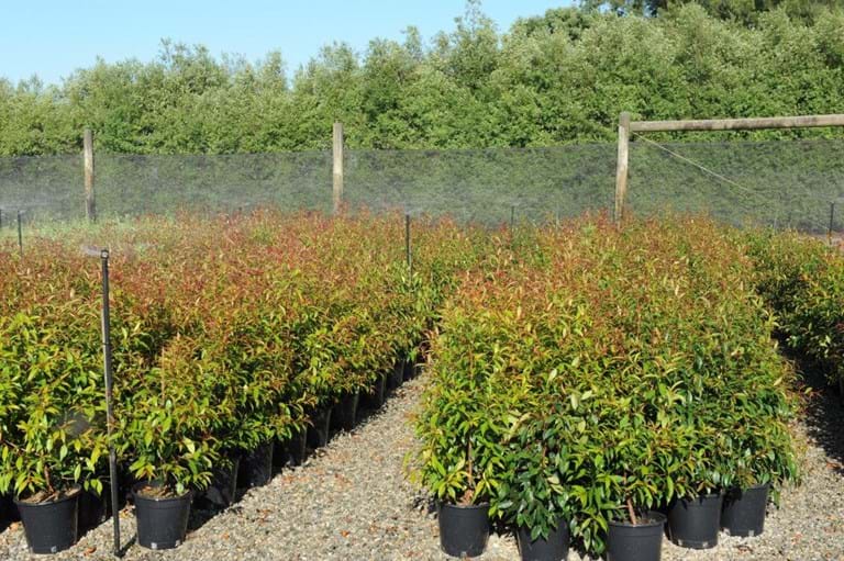 syzygium australe,brush cherry,Lilly Pilly