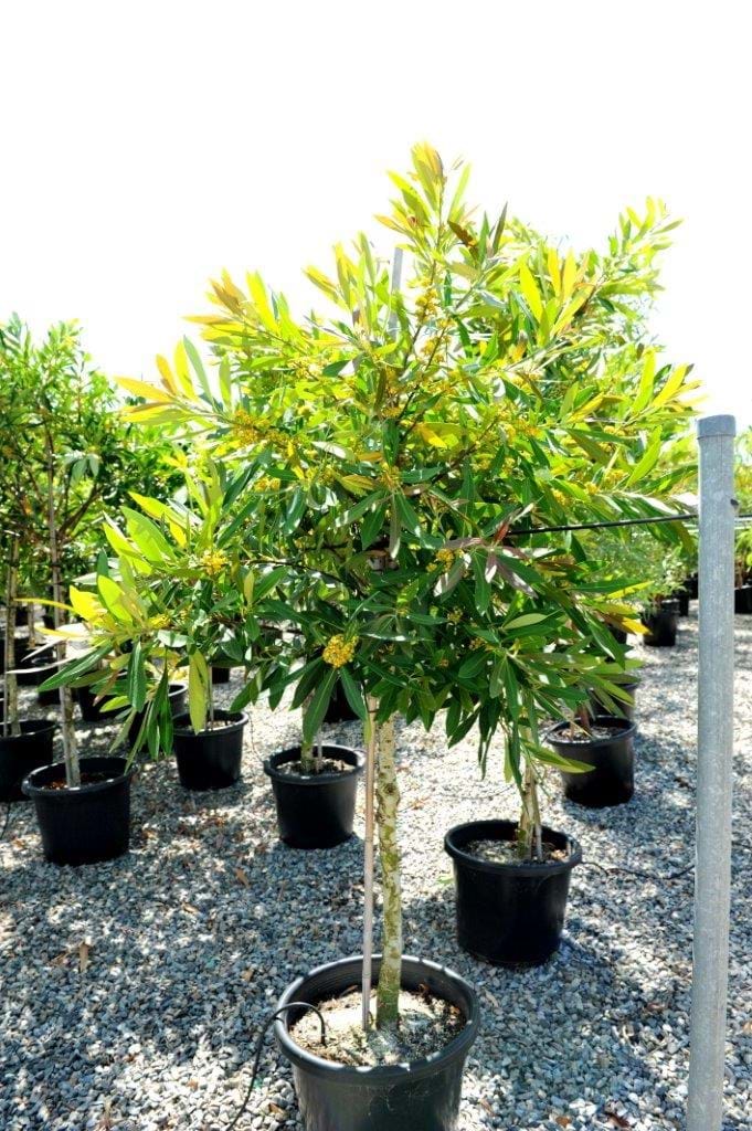 Tristaniopsis Laurina,Water Gum